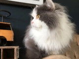 Chat mâle Highland Straight bleu et blanc LOOF disponible pour saillie