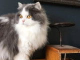Chat mâle Highland Straight bleu et blanc LOOF disponible pour saillie