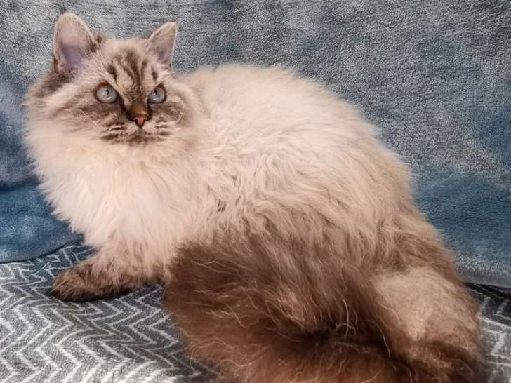 A Vendre Chaton Selkirk Rex Smoke Colorpoint Loof Petite Annonce Chat