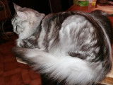 Chat mâle Maine Coon noir silver blotched tabby LOOF disponible pour saillie