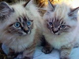 Chatons British Longhair croisés Sacré de Birmanie à vendre