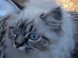 Chatons British Longhair croisés Sacré de Birmanie à vendre