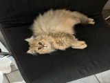 Chatons de type British Longhair à vendre (2 femelles)