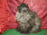 2 chatonnes Persan disponibles à l’achat (LOOF)