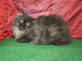 2 chatonnes Persan disponibles à l’achat (LOOF)