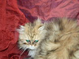 2 chatonnes Persan disponibles à l’achat (LOOF)