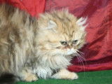 2 chatonnes Persan disponibles à l’achat (LOOF)