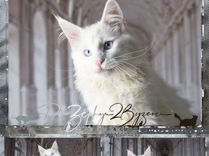 Disponibles à la vente 3 chatons Maine Coon blancs LOOF