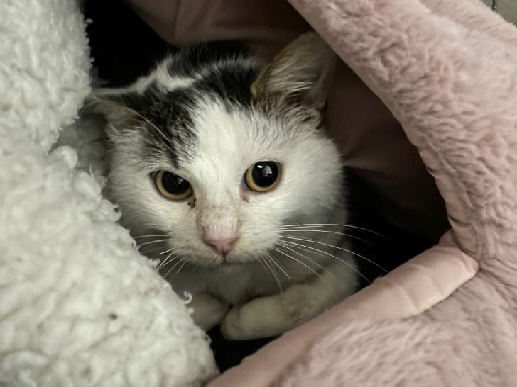Belle chatte femelle type Européen non CFB, blanche et noire, née en mars 2021, cherche famille charitable