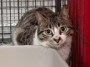 Gracieuse chatte femelle type Européen grise non CFB, née en novembre 2020, en quête d’un foyer