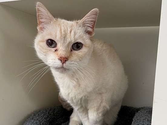 Attendrissante chatte femelle type Européen non CFB née en février 2006 cherche famille au grand cœur