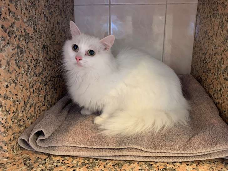 Magnifique chatte blanche de type Européen non LOOF née en février 2017 propose câlins à famille aimante