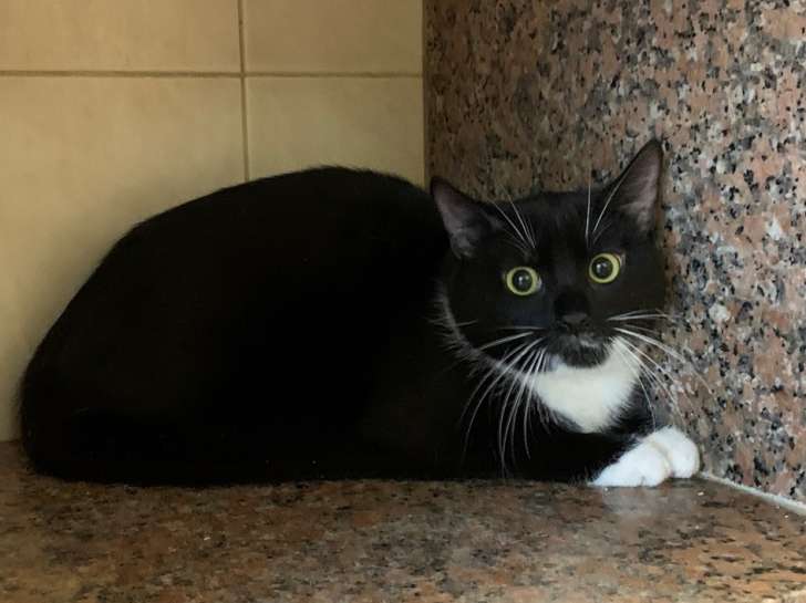 Splendide chatte de type Européen non LOOF née en mai 2021 souhaite trouver sa famille à vie