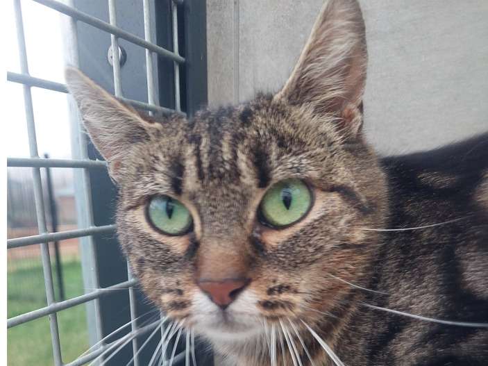 Séduisante chatte grise type Européen non LOOF née en mars 2019 en quête d’une famille bienveillante