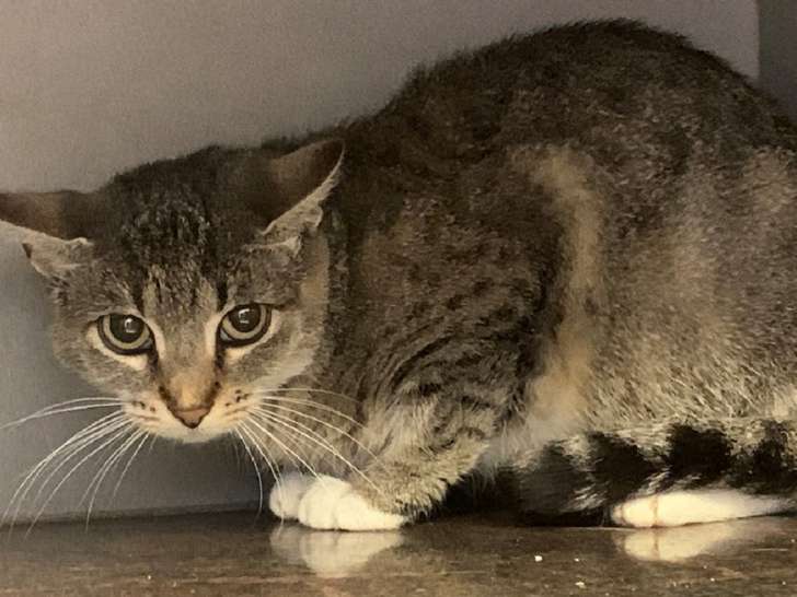 Gracieuse chatte grise type Européen non LOOF née en juillet 2020 cherche un foyer chaleureux
