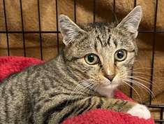 Adorable chatte type Européen non LOOF tigrée née en mai 2021 cherche famille aimante