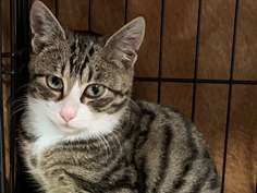 Attendrissant chat type Européen non LOOF tigré et blanc né en mai 2021 prospecte pour un foyer bienveillant