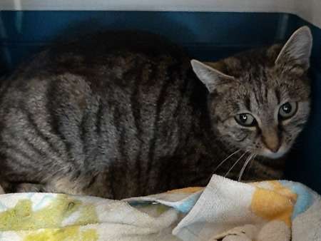 Douce chatte type Européen non LOOF tigrée née en février 2022 mérite foyer chaleureux