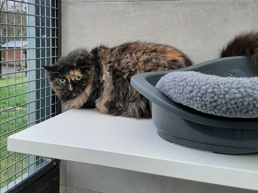 Charmante chatte type Européen non LOOF écaille de tortue née en mai 2013 cherche famille douce