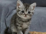 Femelle Black Silver Tabby British Shorthair + Pedigree