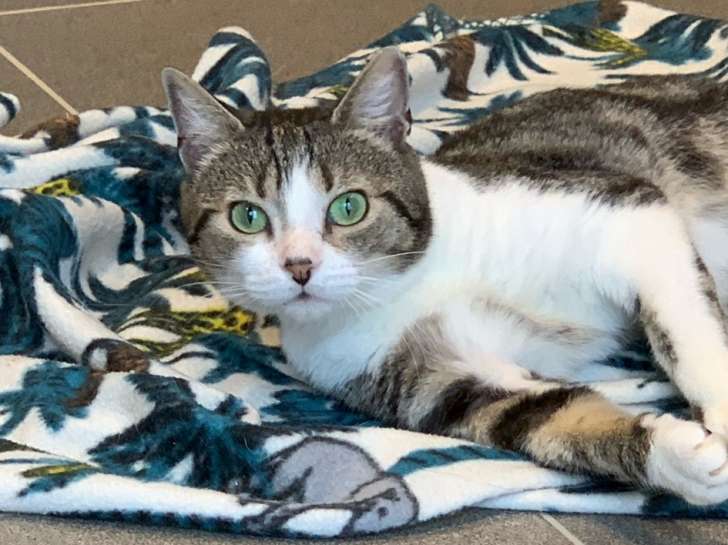 Adorable chat mâle type Européen non LOOF tigré panaché blanc né en juillet 2020, attend son humain pour câlins