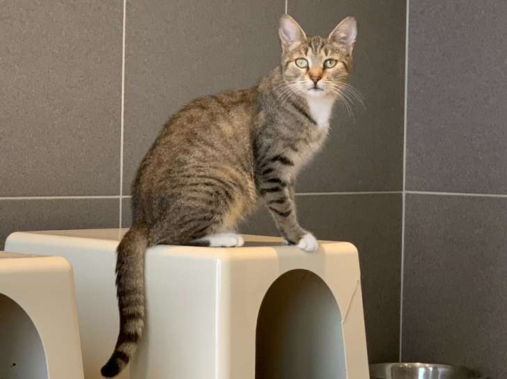 Ravissante chatte type Européen non LOOF, tigrée, née en octobre 2020, attend famille au grand cœur