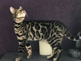 A réserver : Chaton de race Bengal