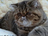 Une chatonne Exotic Shorthair marron tachetée LOOF à vendre