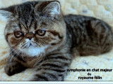 Une chatonne Exotic Shorthair marron tachetée LOOF à vendre
