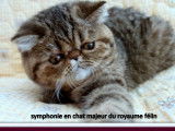 Une chatonne Exotic Shorthair marron tachetée LOOF à vendre