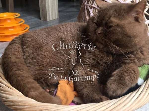 Un chat British cinnamon mâle LOOF disponible pour saillie