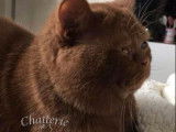 Un chat British cinnamon mâle LOOF disponible pour saillie