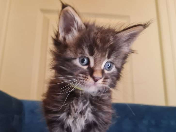 5 chatons Maine Coon LOOF disponibles à l’adoption