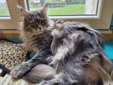 Vente d’une chatte Maine Coon de 2 ans bleu tortie silver blotched tabby (LOOF)