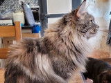 Vente d’une chatte Maine Coon de 2 ans bleu tortie silver blotched tabby (LOOF)