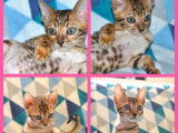 Vente d’une chatonne Bengal de couleur brown à rosettes (LOOF)