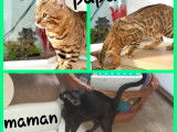 Vente d’une chatonne Bengal de couleur brown à rosettes (LOOF)