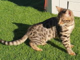 3 chatons Bengal marron et gris à vendre, 1 mâle et 2 femelles LOOF