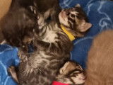 3 chatons Bengal à réserver, 1 mâle et 2 femelles LOOF