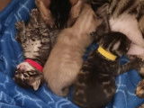 3 chatons Bengal à réserver, 1 mâle et 2 femelles LOOF
