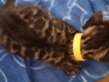 3 chatons Bengal à réserver, 1 mâle et 2 femelles LOOF