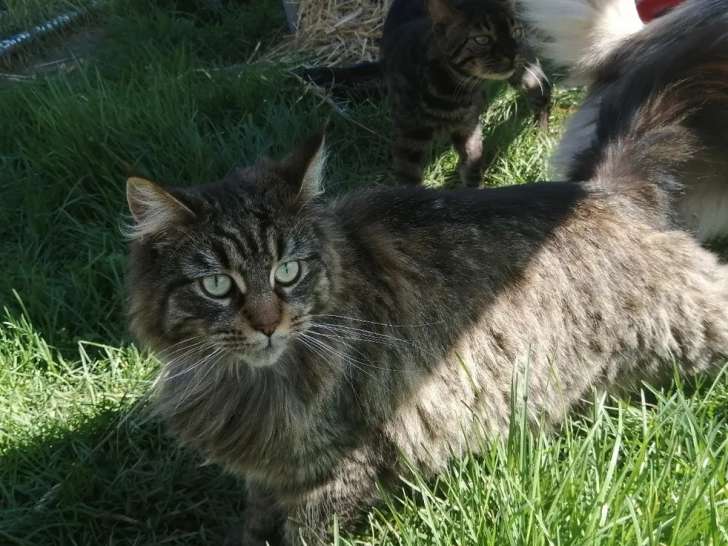 Une chatonne Maine Coon LOOF brown mackerel tabby à vendre