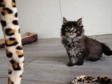 Une chatonne Maine Coon LOOF brown mackerel tabby à vendre