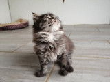 Une chatonne Maine Coon LOOF brown mackerel tabby à vendre