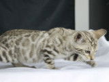 À réserver : cinq chatons Bengal LOOF