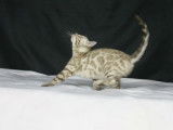 À réserver : cinq chatons Bengal LOOF
