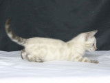 À réserver : cinq chatons Bengal LOOF