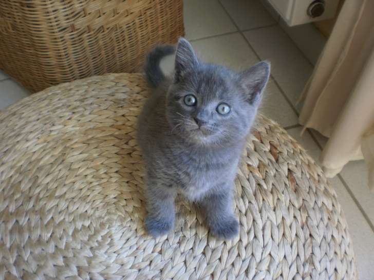 Chatons chartreux LOOF