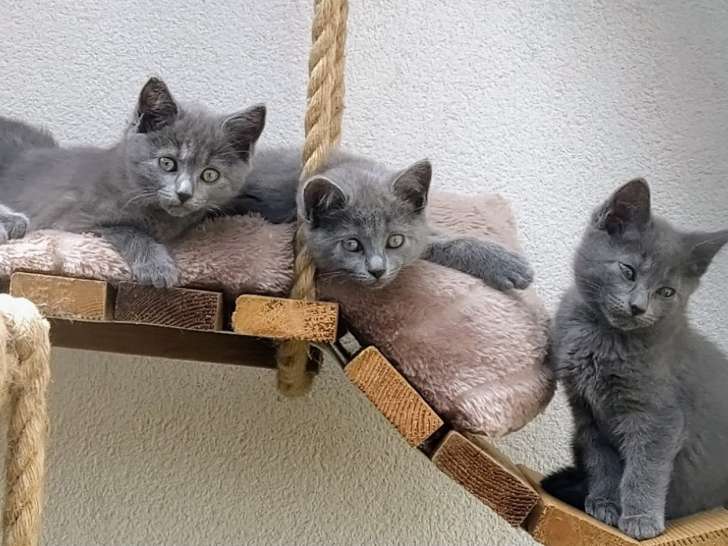 Chatons chartreux LOOF