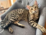 Chat Savannah (LOOF), disponible pour des saillies